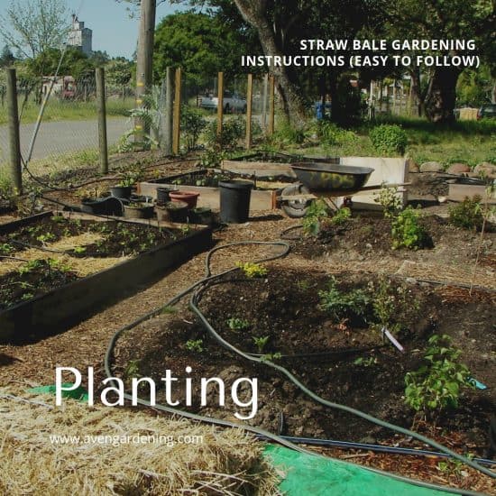 Straw Bale Gardening Instructions Easy To Follow Aven Gardening