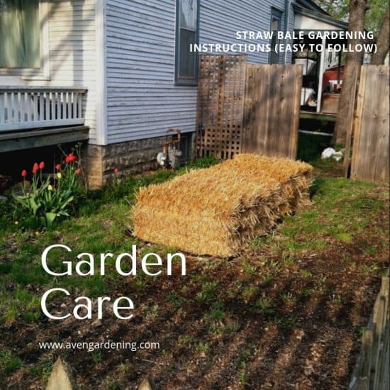 Straw Bale Gardening Instructions Easy To Follow Aven Gardening