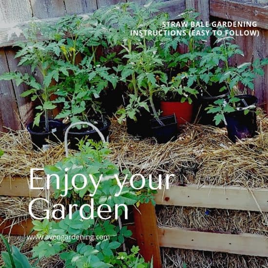 Straw Bale Gardening Instructions Easy To Follow Aven Gardening