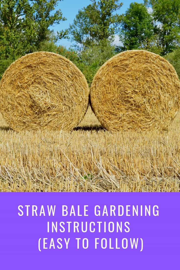 Straw Bale Gardening Instructions Easy To Follow Aven Gardening