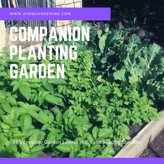 Companion Planting Garden