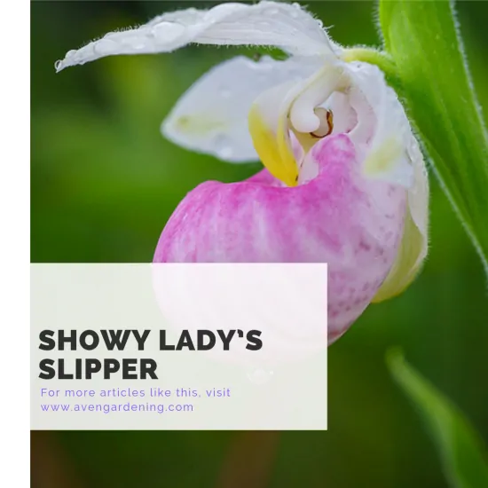 Showy Lady’s Slipper