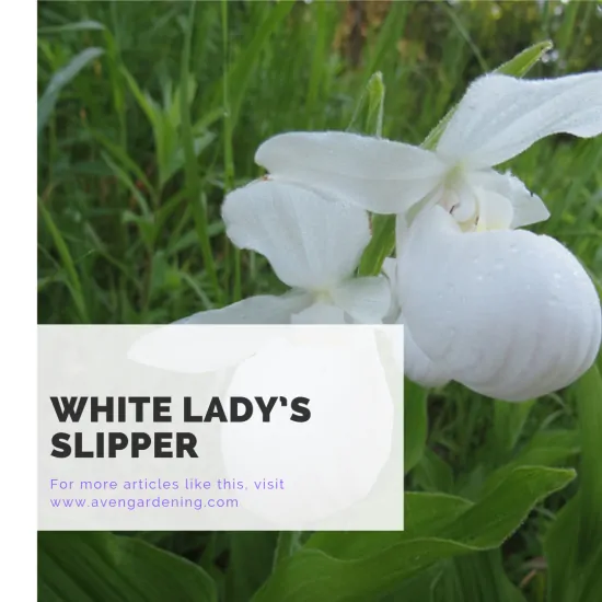 White Lady’s Slipper