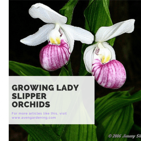 Growing Lady Slipper Orchids