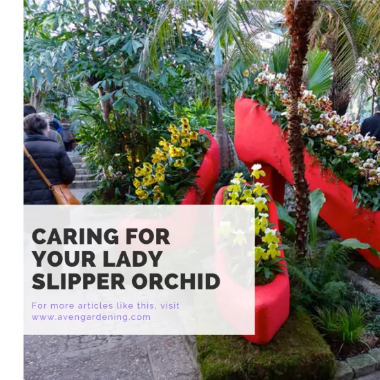 Caring for your Lady Slipper Orchid
