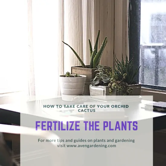 Fertilize the plants