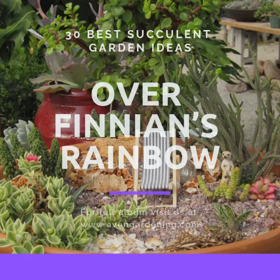 Over Finnian’s Rainbow