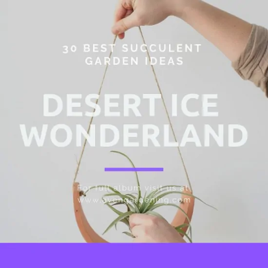 Desert Ice Wonderland