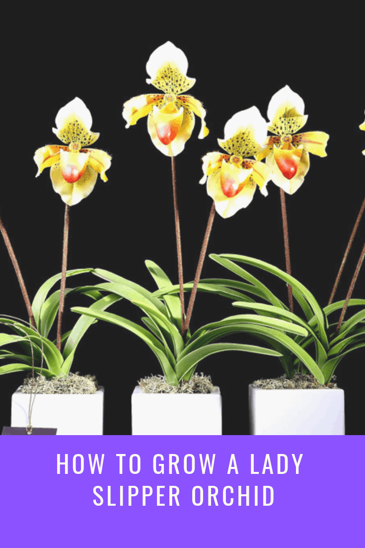 How to grow a Lady Slipper Orchid