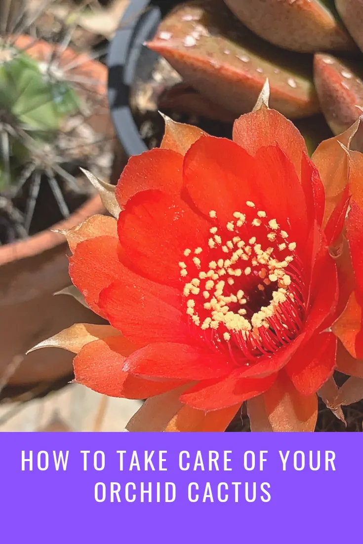 How to take care of your orchid cactus