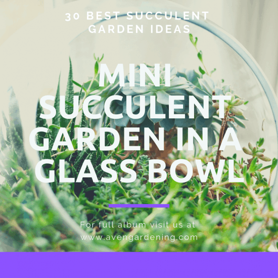 Mini Succulent garden in a glass bowl 