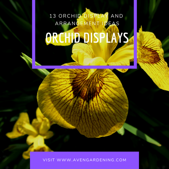  Orchid Displays