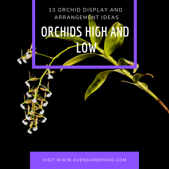 Orchids High and Low