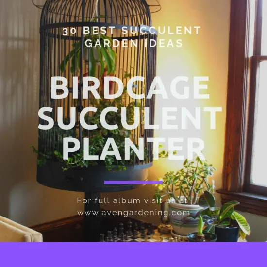 Birdcage Succulent Planter 