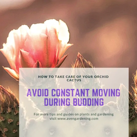 Avoid constant moving during budding