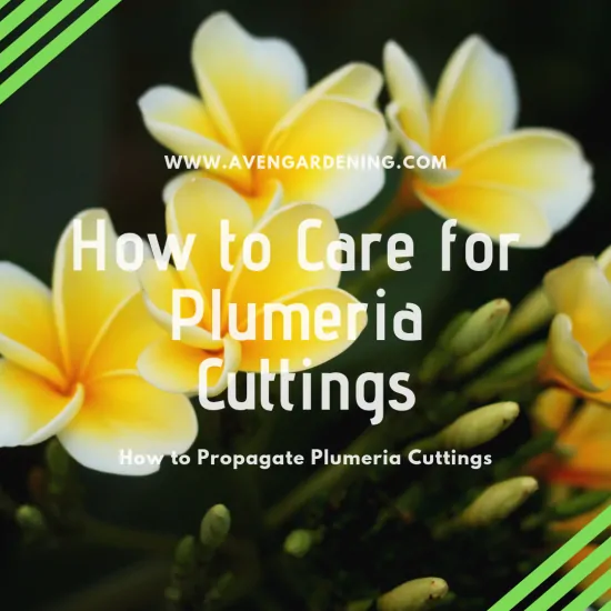 How to Care for Plumeria Cuttings
