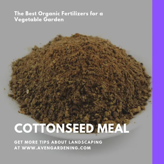 cottonseed meal