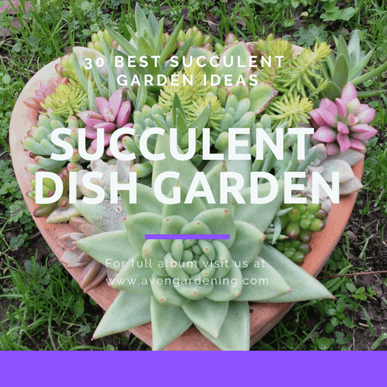 Succulent dish garden