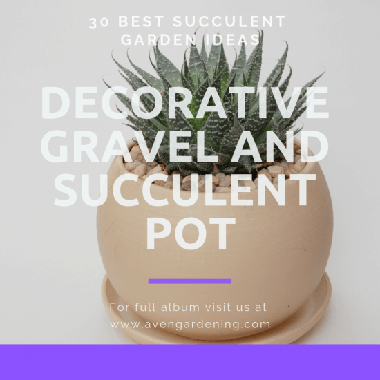 Decorative gravel and succulent pot 