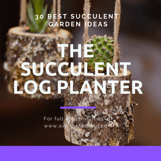 The Succulent Log Planter