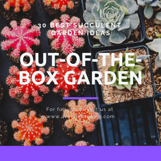 Out-of-the-box Garden