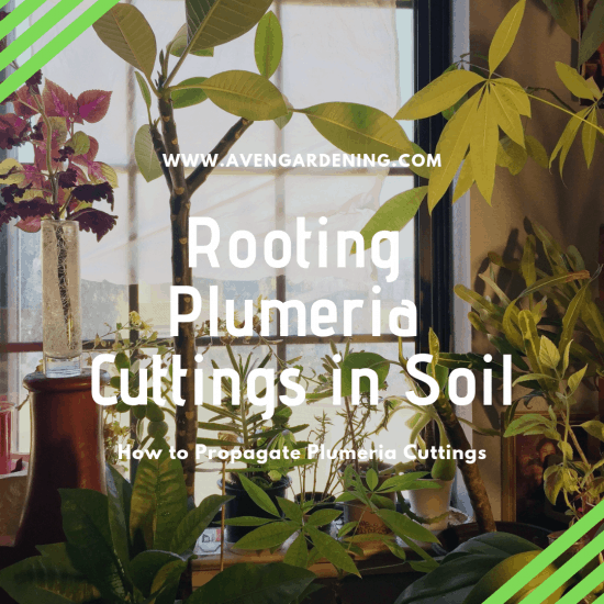 Rooting Plumeria Cuttings in Soil