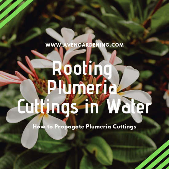 Rooting Plumeria Cuttings in Water