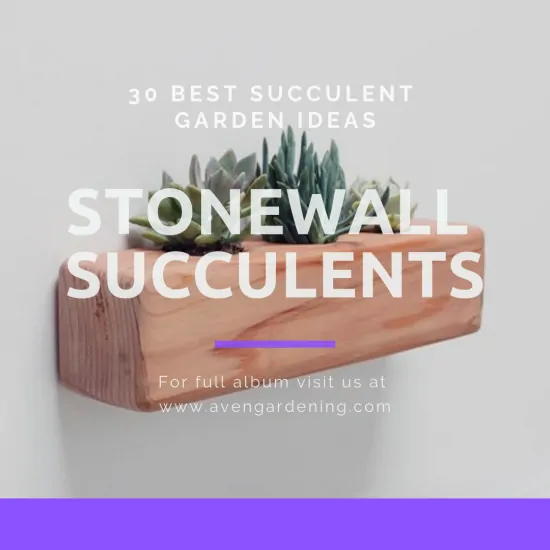 Stonewall Succulents 