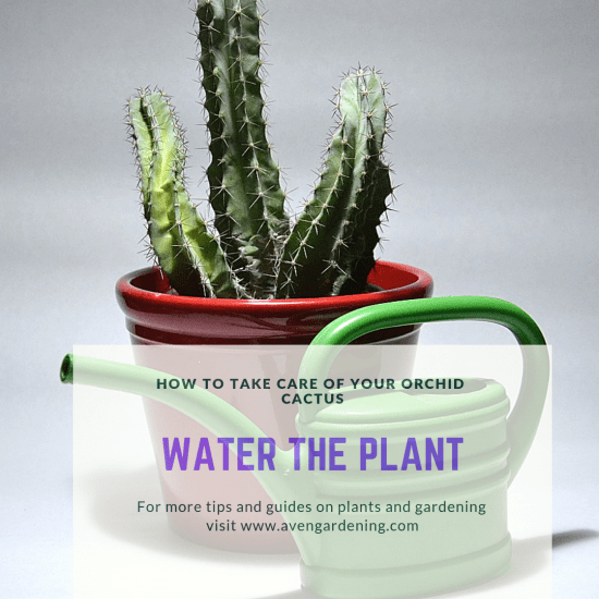 Water the plant
