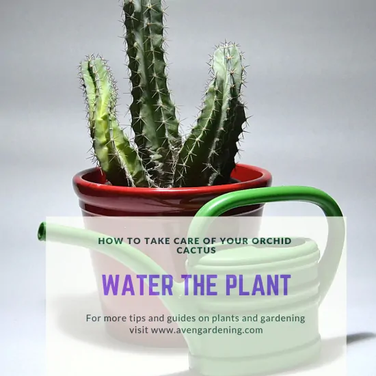 Water the plant