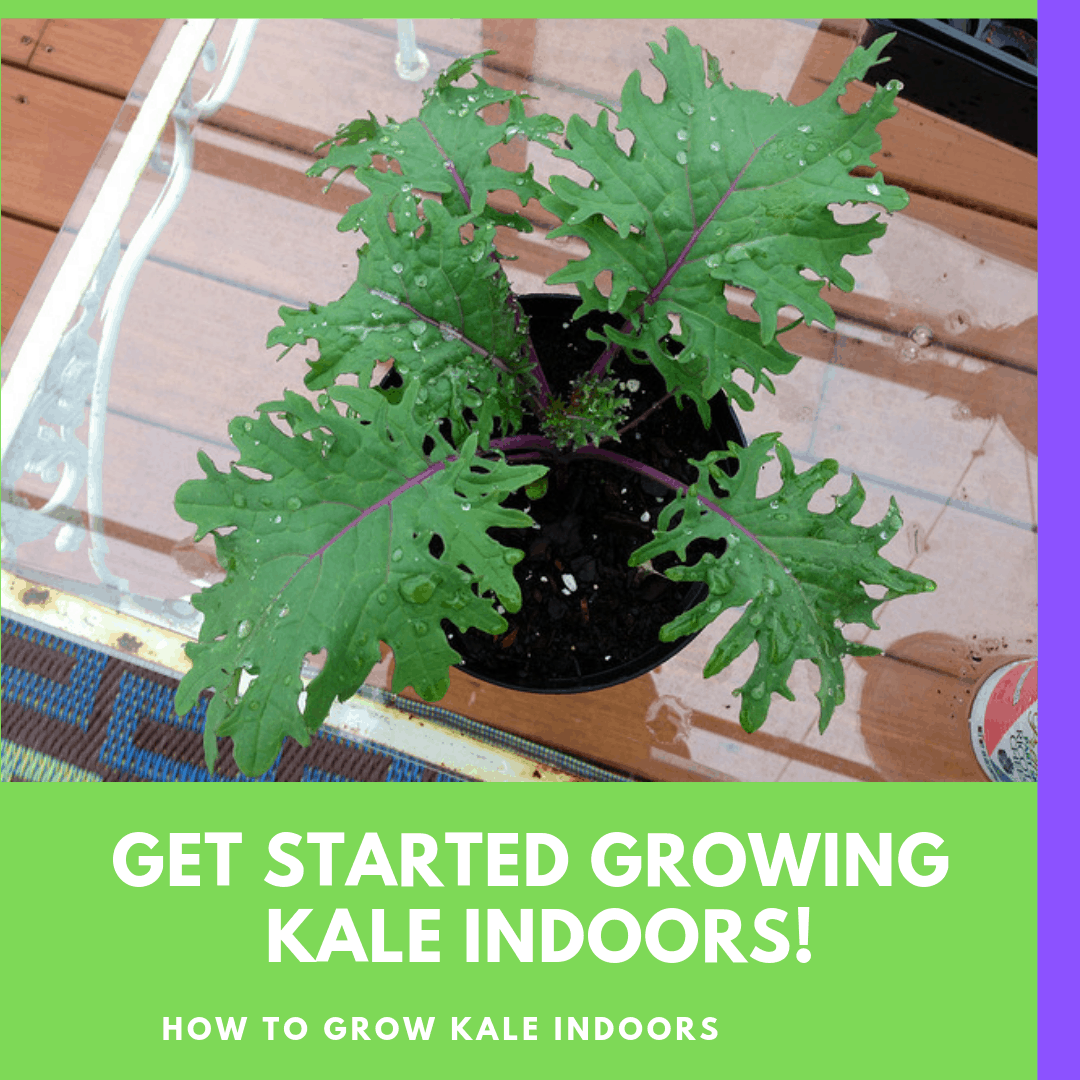 Get Started Growing Kale Indoors! 