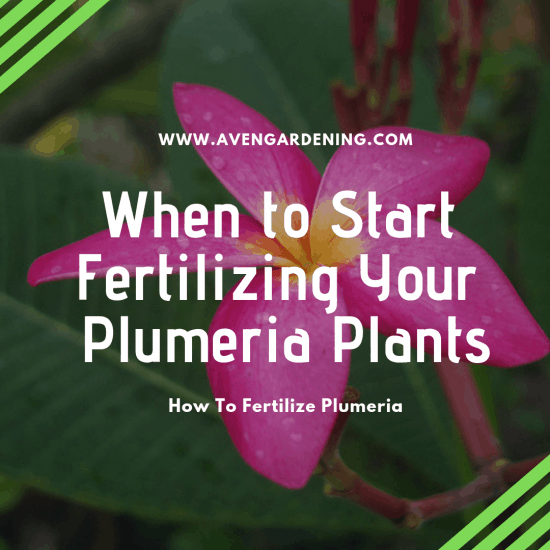 When to Start Fertilizing Your Plumeria Plants