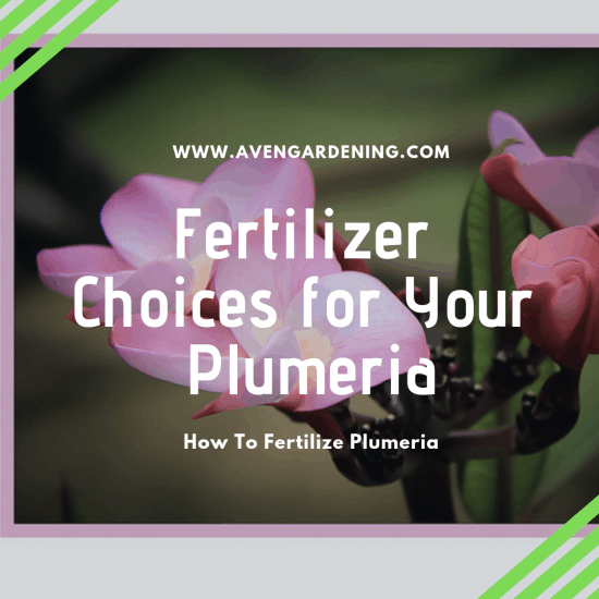 Fertilizer Choices for Your Plumeria