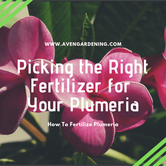 Picking the Right Fertilizer for Your Plumeria