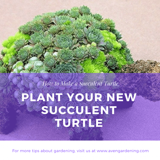 Plant your new Succulent Turtle