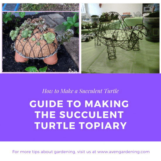 Guide to making the succulent turtle topiary