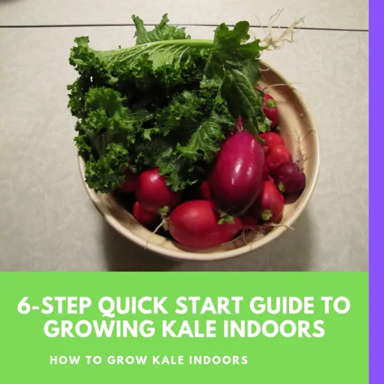 6-Step Quick Start Guide to Growing Kale Indoors