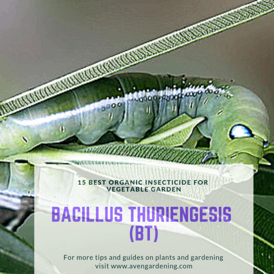 9. Bacillus thuriengesis (Bt)
