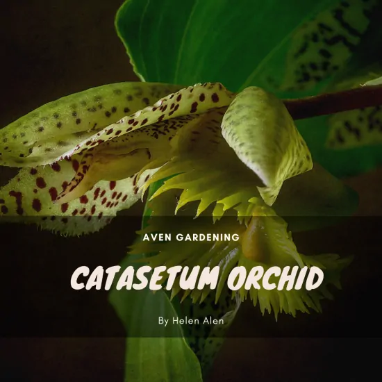 Catasetum Orchid