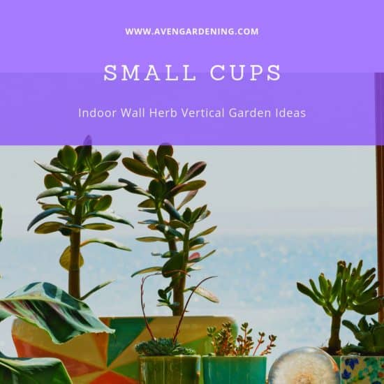Small Cups