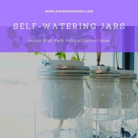 Self-Watering Jars