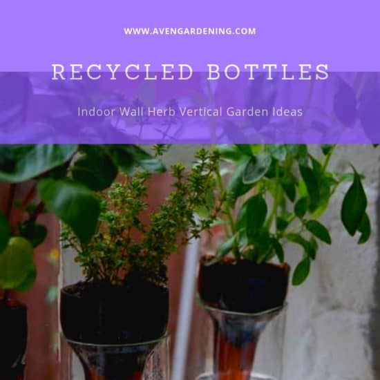 Recycled Bottles