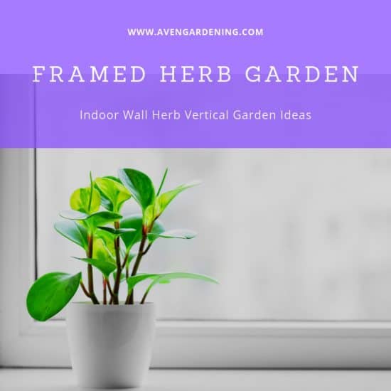 Framed Herb Garden