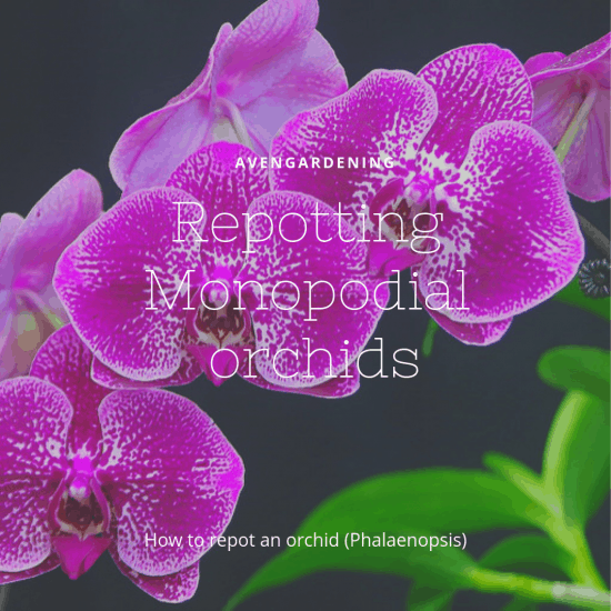Re potting Monopodial orchids 