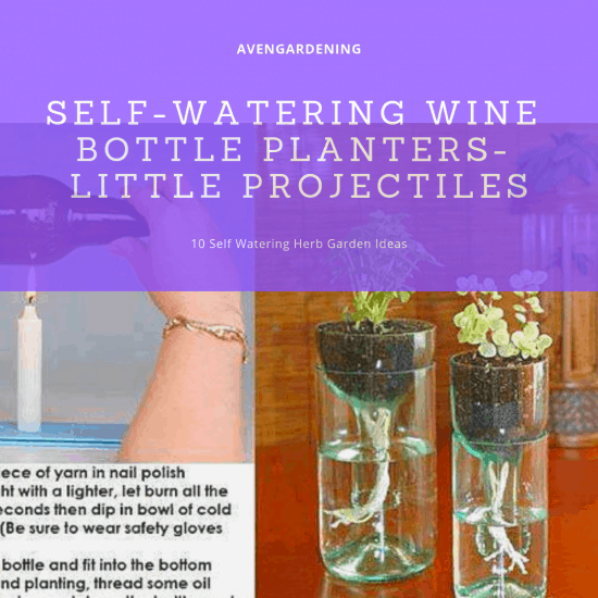 Self-watering Wine Bottle Planters- Little Projectiles