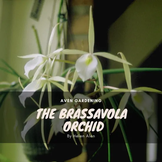 The Brassavola Orchid 