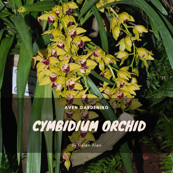 Cymbidium Orchid 