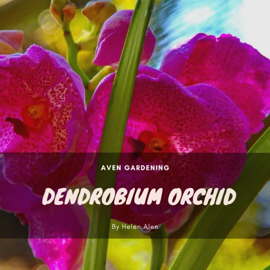  Dendrobium Orchid