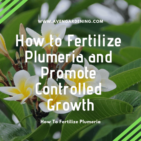 How to Fertilize Plumeria and Promote Controlled Growth