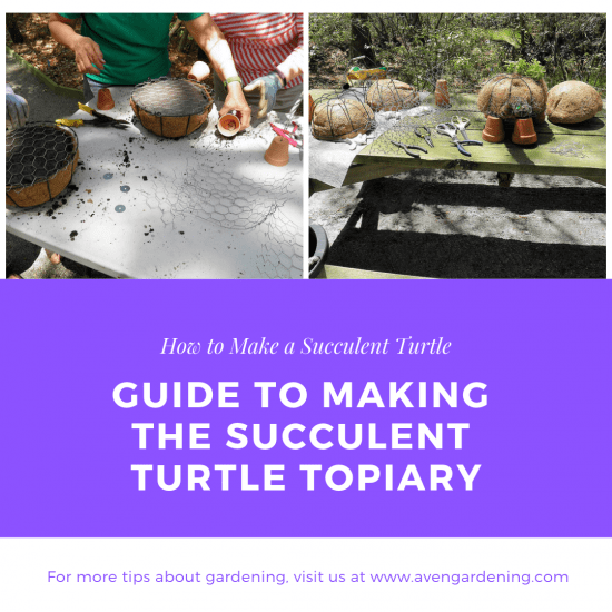 Guide to making the Succulent Turtle Topiary
